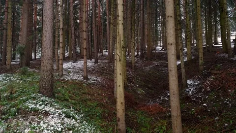 Forest panorama in spring Video stock 148389103