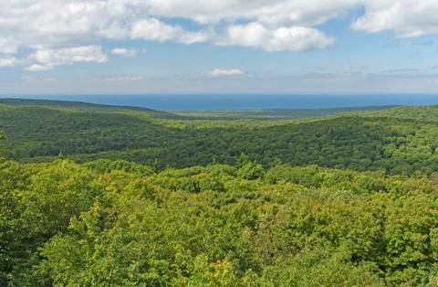 Forest Panorama in Summer Photos