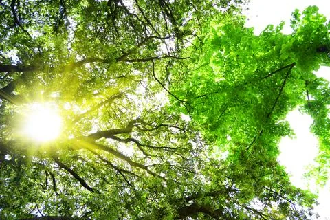 Forest panorama with sun rays Stock-Fotos