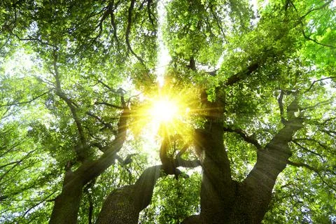 Forest panorama with sun rays Stock Photos