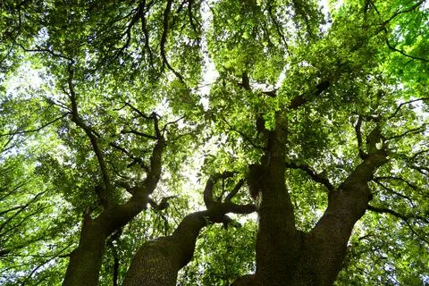 Forest panorama with sun rays Foto stock