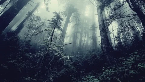 Forest Panoramic Stockbeeldmateriaal 92646017