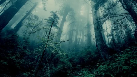 Forest Panoramic Stockbeeldmateriaal 92646025