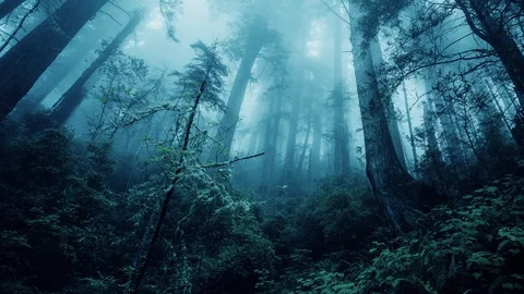 Forest Panoramic Stockbeeldmateriaal 92646026