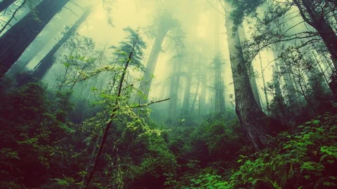 Forest Panoramic Stockbeeldmateriaal 92646027