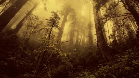 Forest Panoramic Stockbeeldmateriaal 92646028