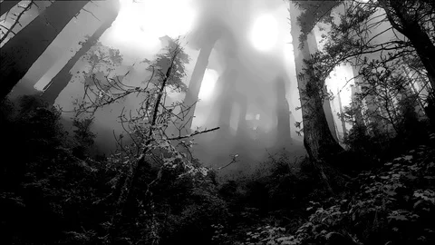 Forest Panoramic Stockbeeldmateriaal 92702336