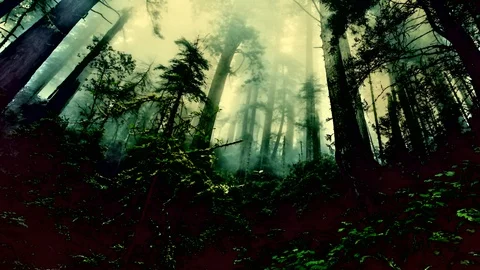 Forest Panoramic Stockbeeldmateriaal 92703975