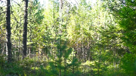 Forest panoramic view Stock Footage 30367989