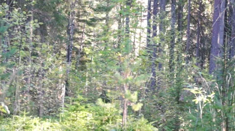 Forest panoramic view Stock Footage 30595162