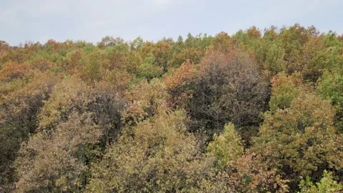 Forest panoramic view landscape Stock-Footage 239278275