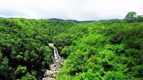 A forest panoramic view Stock Photos