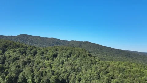 Forest panoramic views Video stock 240780645