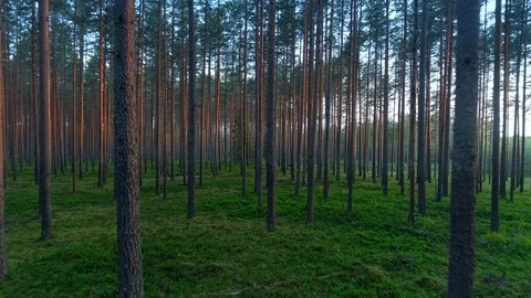 Forest parallel thin trees trunks pristine nature purple bark stems green grass Stock-Footage 90554908