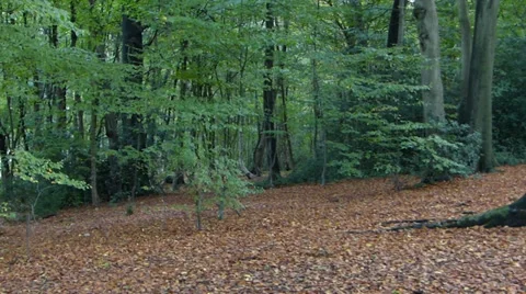 Forest Park in the Autumn Stock Footage 37686332