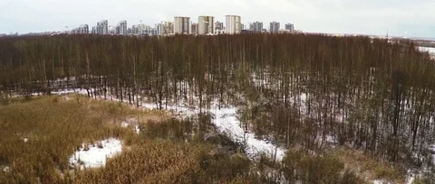 Forest park in the city Video stock 103099111