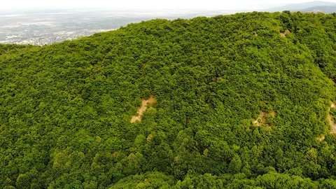 Forest Park, Drone Aerial View from the Top. Green vast trees Stock Footage 112655816