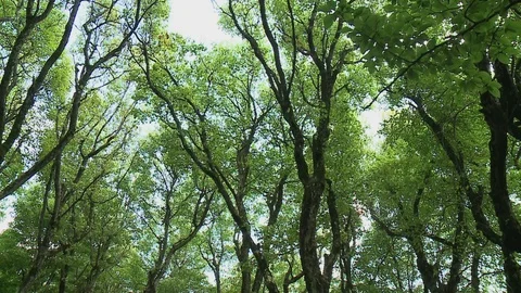 Forest park. Stock Footage 82123491