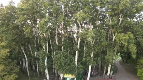 Forest in park Stock Footage 140882730