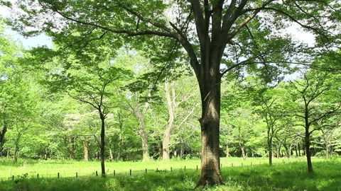Forest in the Park Stock Footage 327562731