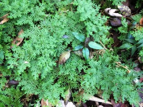 Forest park of Leaf Background Stock Photos