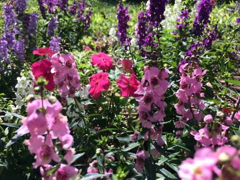 Forest park of Leaf Background Stock Photos