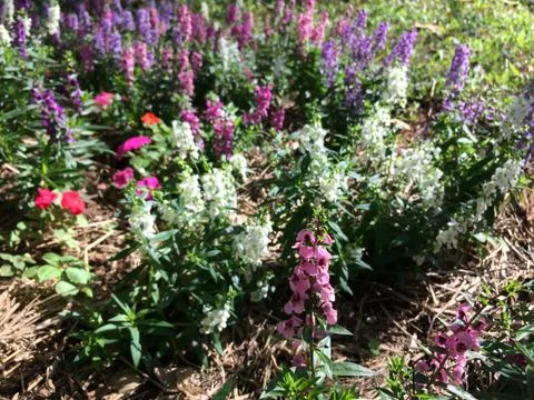 Forest park of Leaf Background Stock Photos