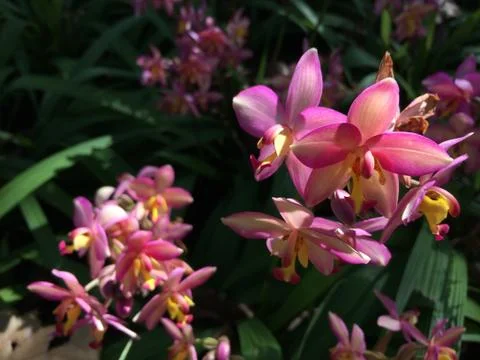 Forest park of Leaf Background Stock Photos