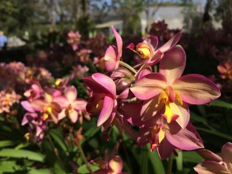 Forest park of Leaf Background Stock Photos