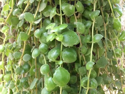 Forest park of Leaf Background Foto stock