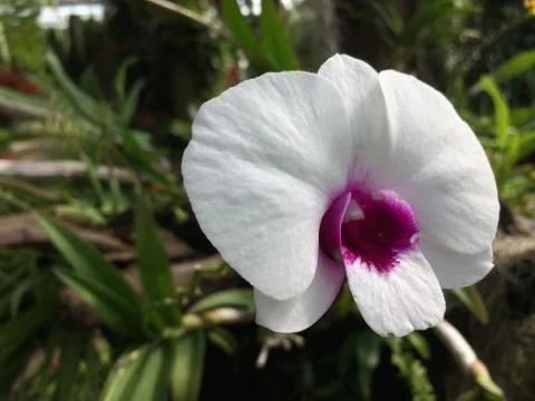 Forest park of Leaf Background Stock Photos