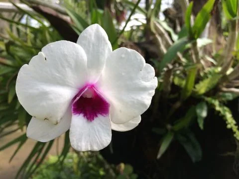 Forest park of Leaf Background Stock Photos