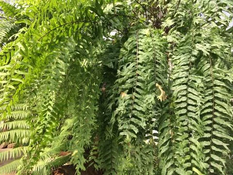 Forest park of Leaf Background Stock Photos