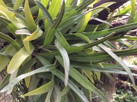 Forest park of Leaf Background Stock Photos