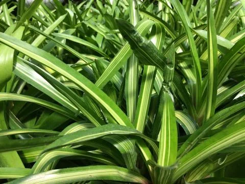 Forest park of Leaf Background Stock Photos