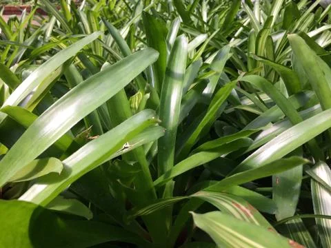 Forest park of Leaf Background Stock Photos