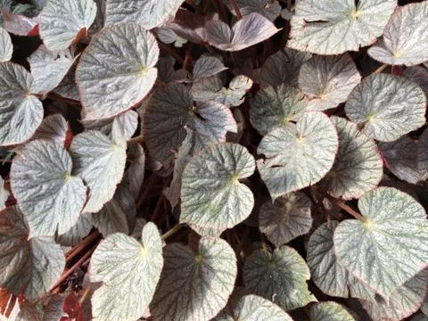 Forest park of Leaf Background Stock Photos