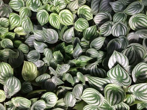 Forest park of Leaf Background Stock Photos