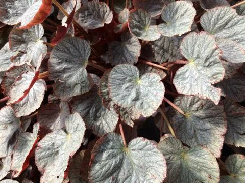 Forest park of Leaf Background Stock Photos