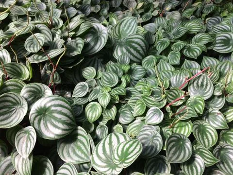 Forest park of Leaf Background Stock Photos