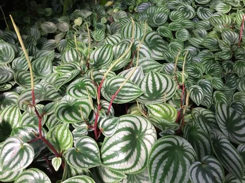 Forest park of Leaf Background Stock Photos