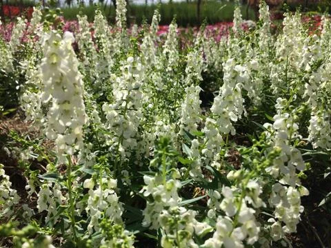 Forest park of Leaf Background Stock Photos