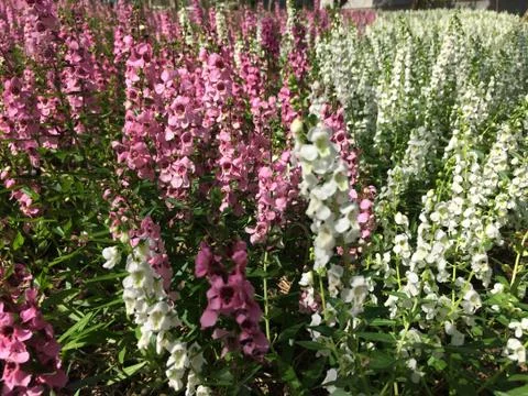 Forest park of Leaf Background Stock Photos