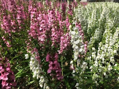 Forest park of Leaf Background Stock Photos