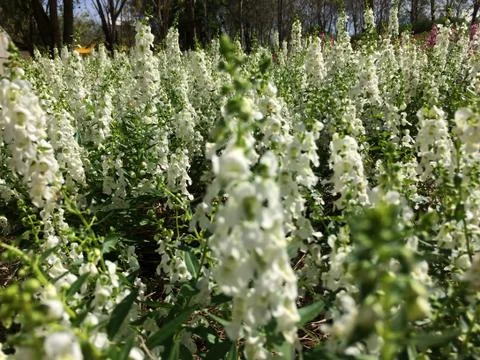 Forest park of Leaf Background Foto stock