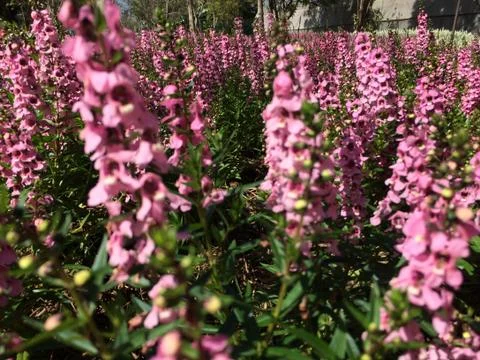 Forest park of Leaf Background Stock Photos