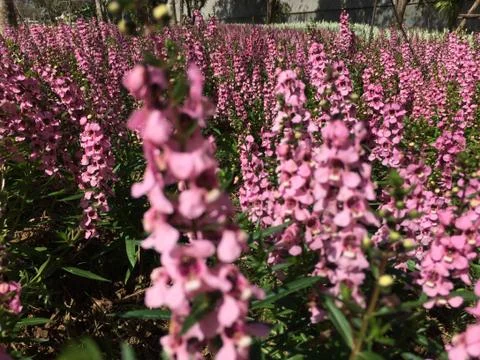 Forest park of Leaf Background Stock Photos