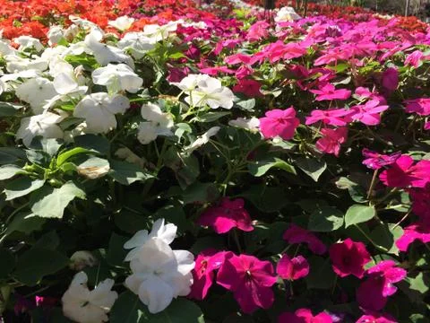 Forest park of Leaf Background Stock Photos