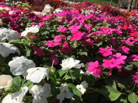 Forest park of Leaf Background Stock Photos