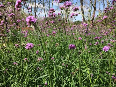 Forest park of Leaf Background Stock Photos